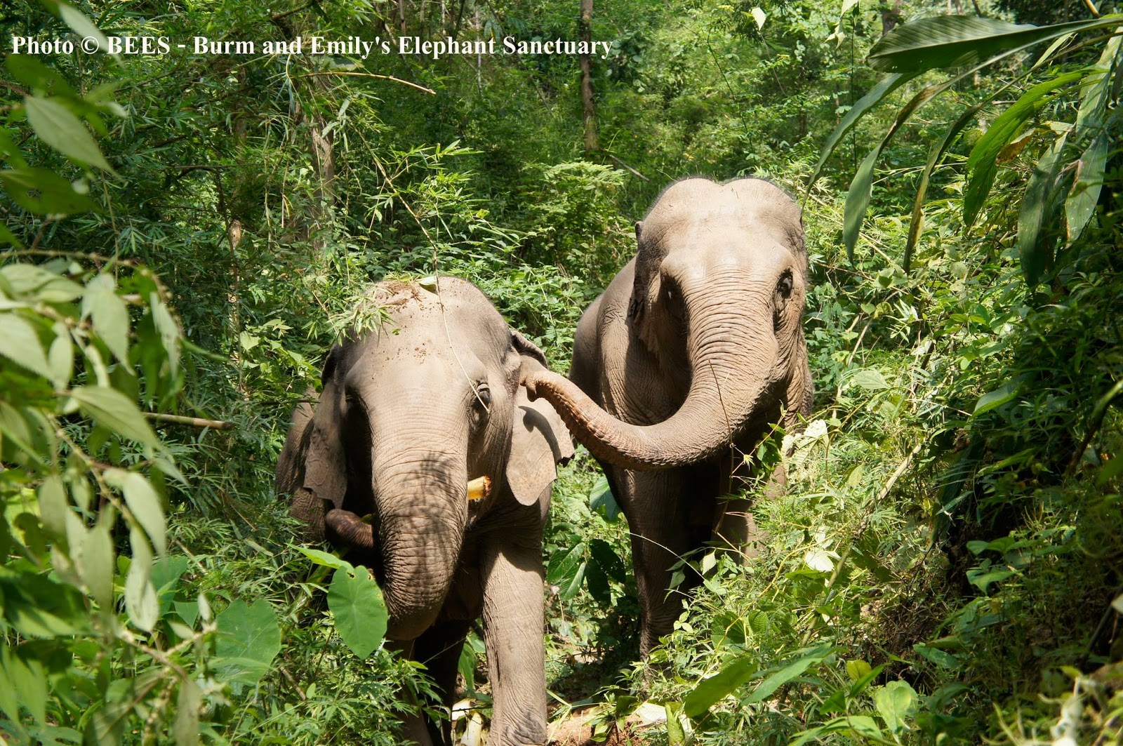 BEES- Burm and Emily’s Elephant Sanctuary