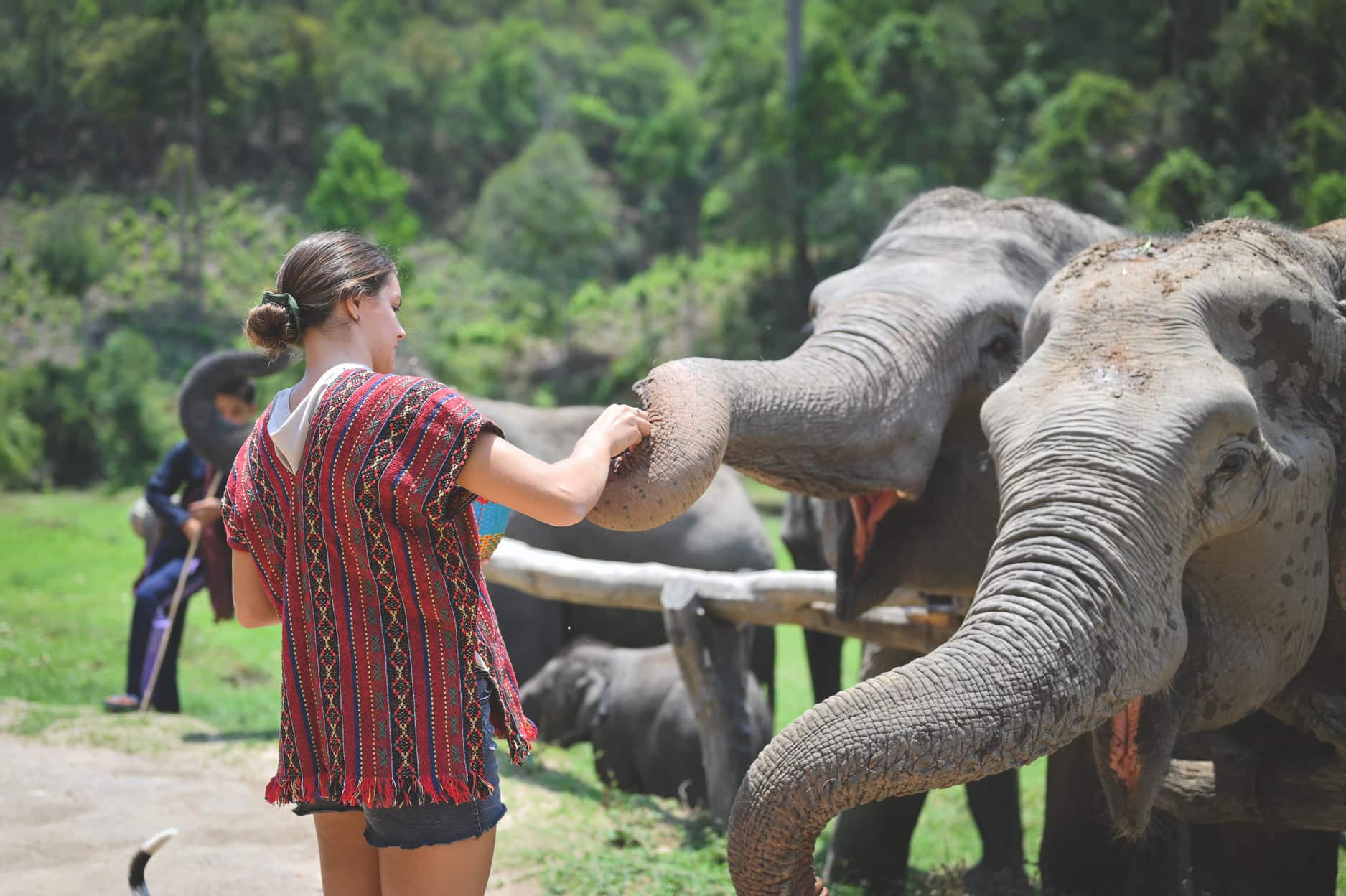 Into the Wild Elephant Camp