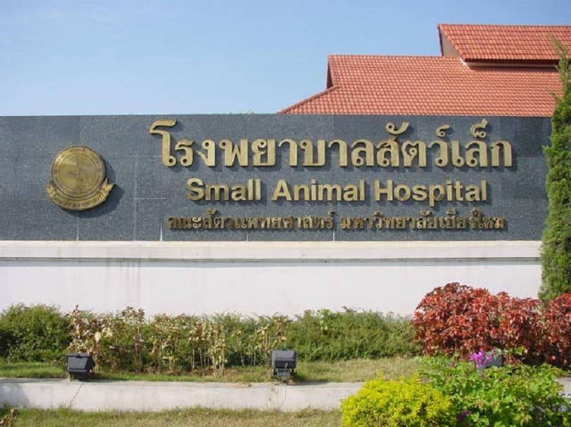 Top 5 Animal Hospitals in Chiang Mai – 2023 Update