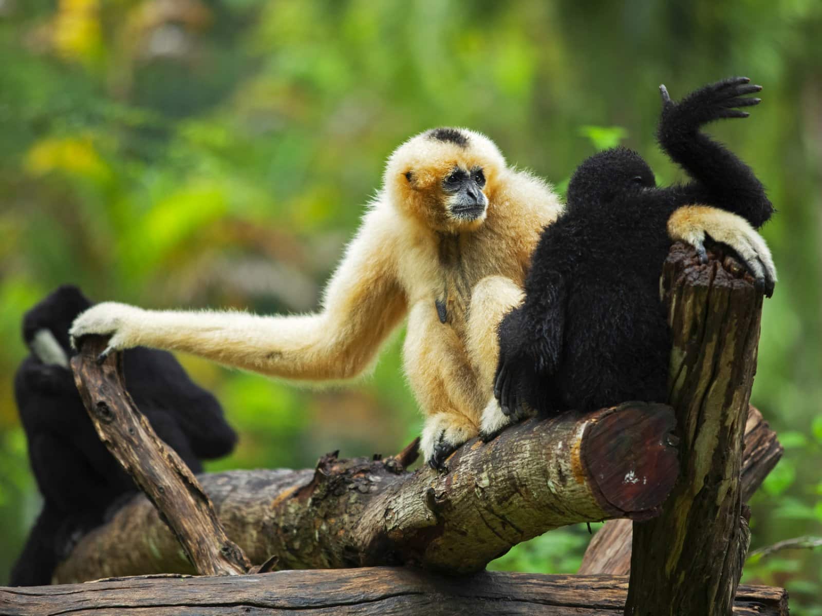 Gibbons rescued by the Gibbon Rehabilitation Center in Phuket