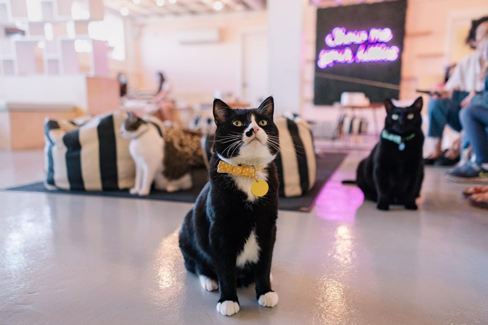 A Cat at the Meko Cat Cafe, Phuket