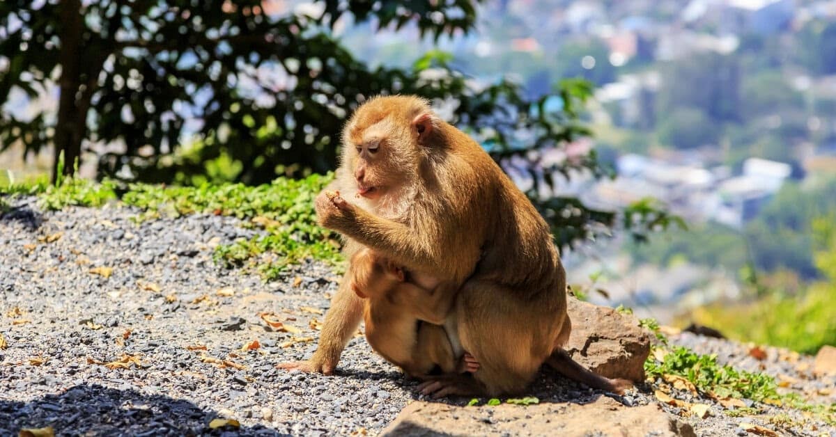 A-monkey-with-her-baby-clinging-to-her-on-the-monkey-hill-viewpoint