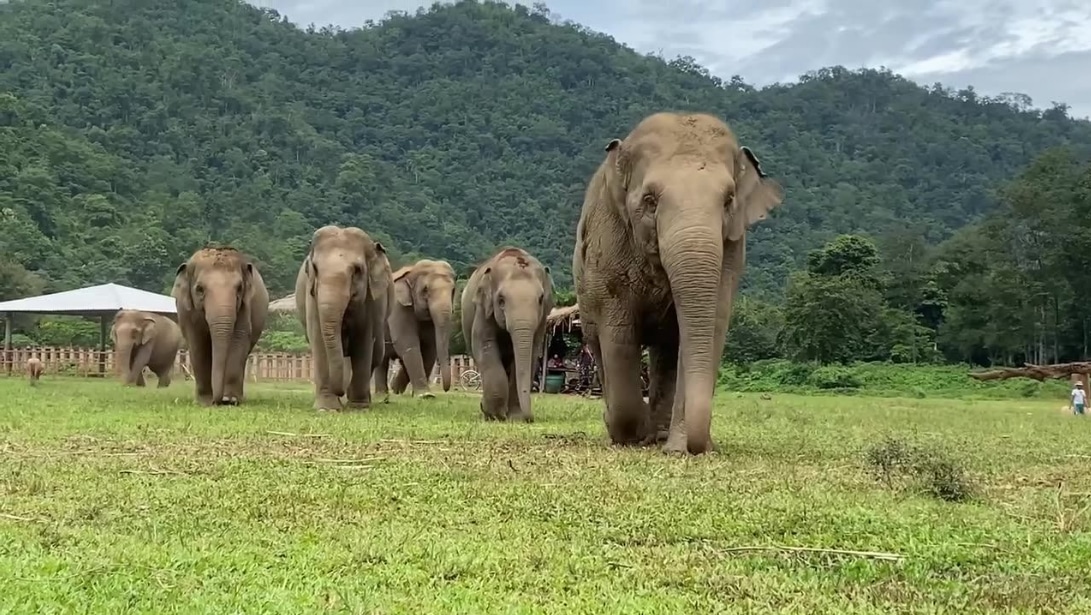7 Best Ethical Elephant Sanctuaries In Chiang Mai – 2023 Review