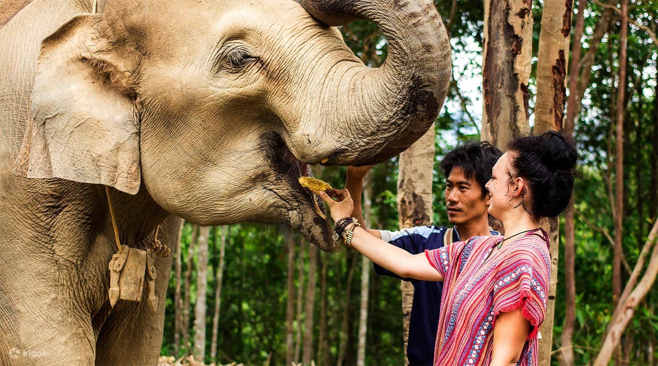  Visitors Feeding an Elephant at Elephant Jungle Sanctuary