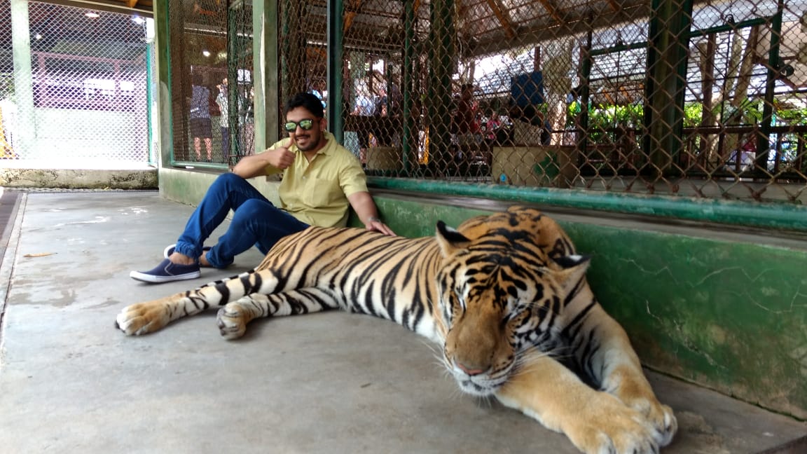 Visitors enjoying close interaction with a tiger at Tiger Kingdom Phuket