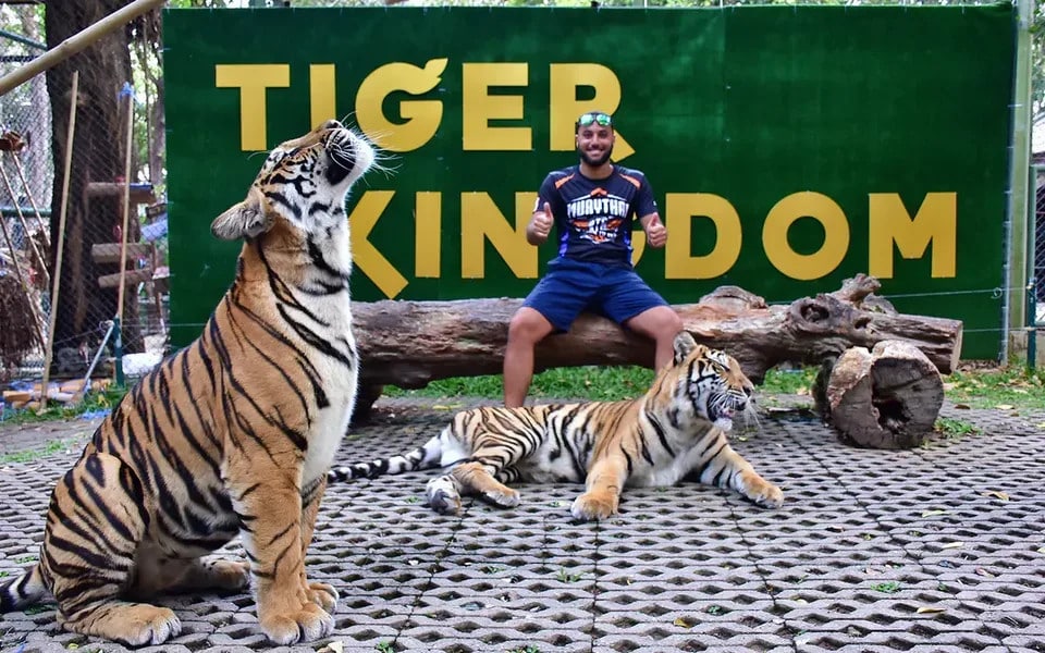 Energetic Tigers at Tiger Kingdom Phuket
