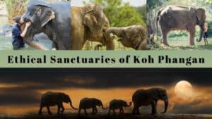 Ethical Elephant Sanctuaries in Koh Phangan - 2023 Guide