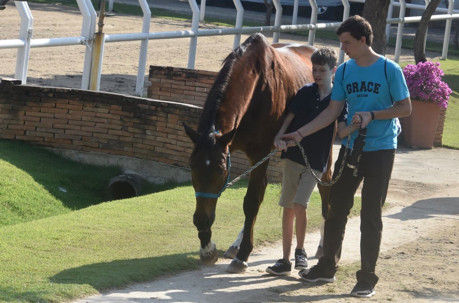 A Child Learning to Tame a Horse at Happy Horses Stables.