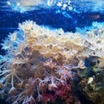 Diving in Koh Lipe- 2023 Traveler’s Guide