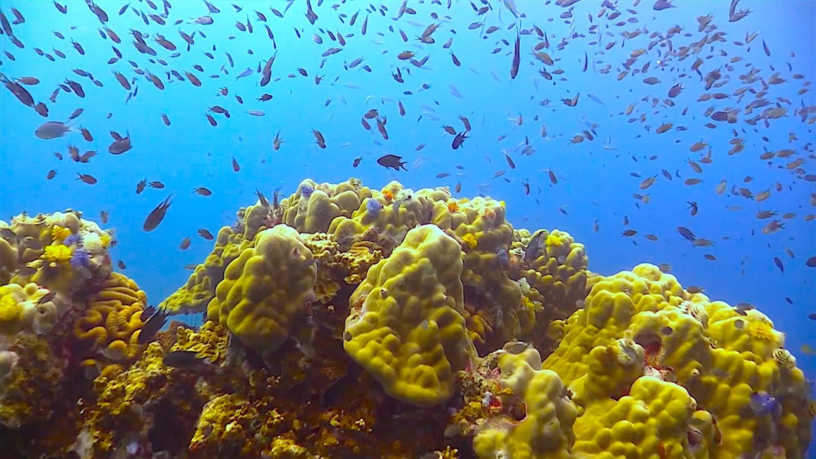 White Rock Diving Site in Koh Tao