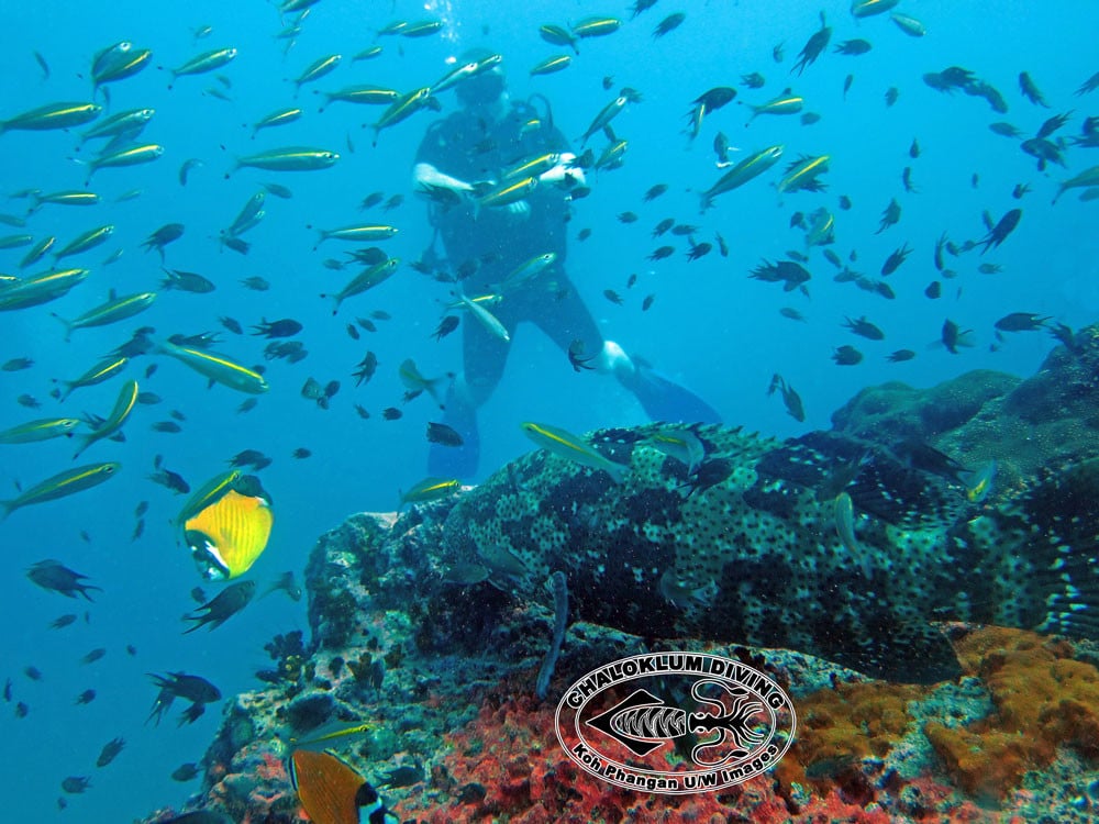 Diving in Koh Phangan