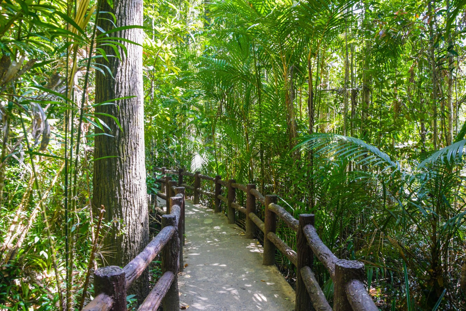 A cemented pathway towards the Emerald Pool in Krabi