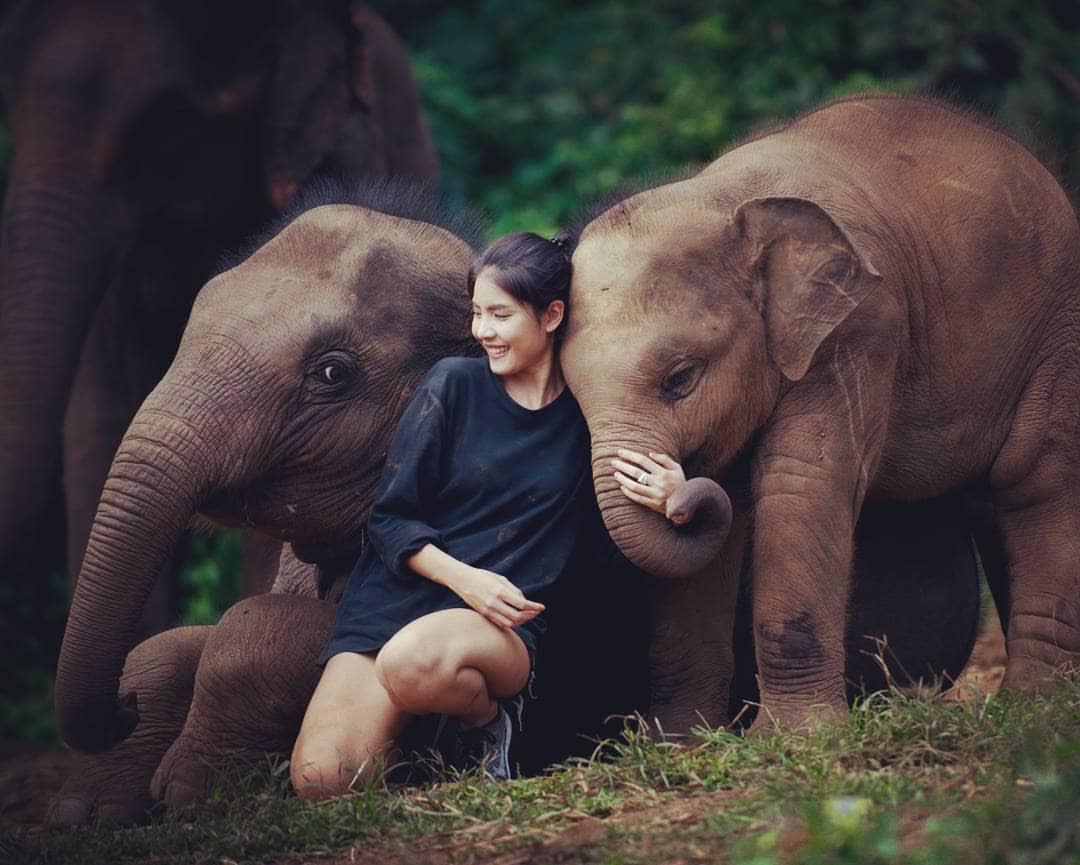 Elephant Jungle Sanctuary, Chiang Mai