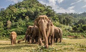 Ethical Elephant Sanctuaries In Koh Phangan