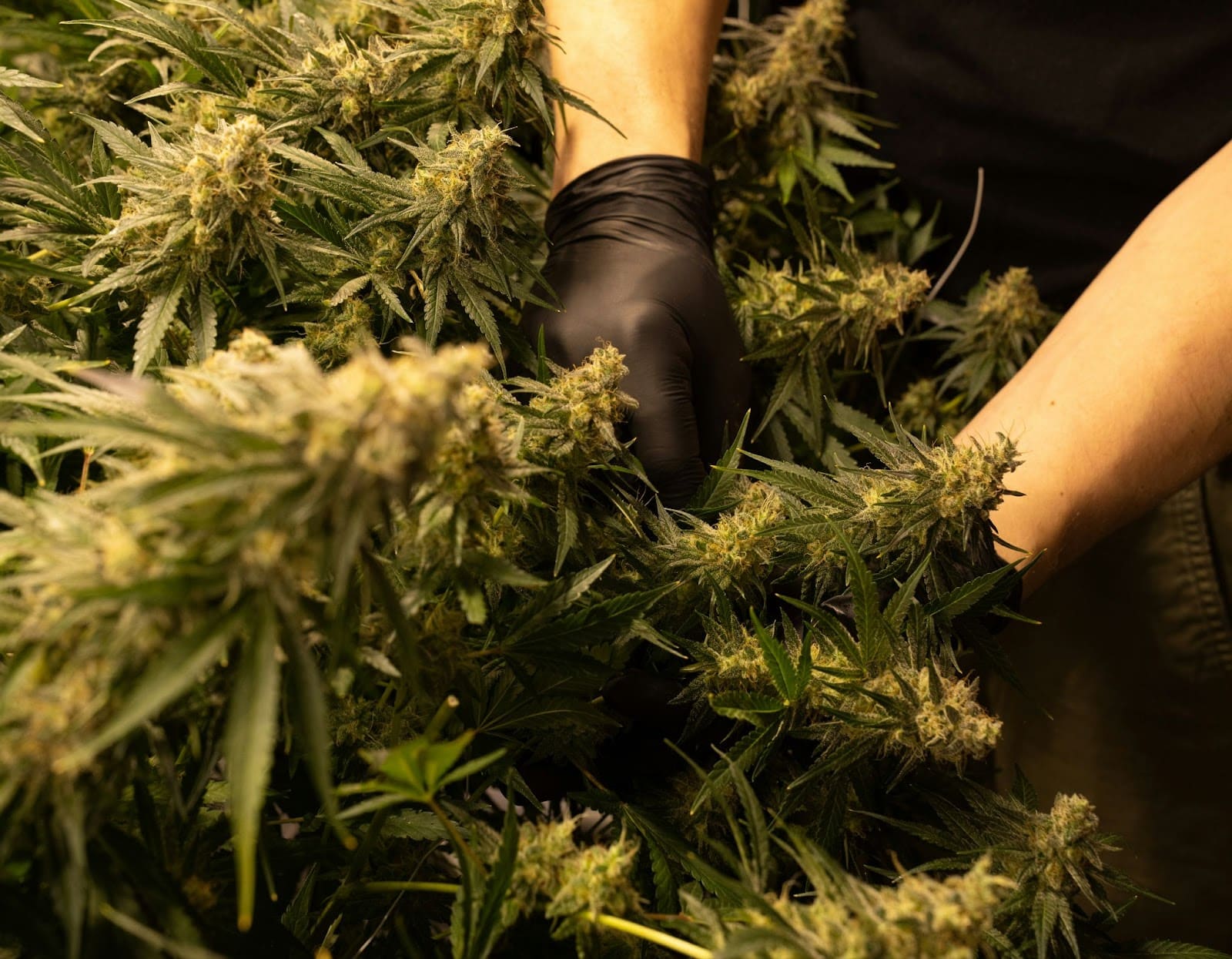 A pair of hands tending to the cannabis plant.