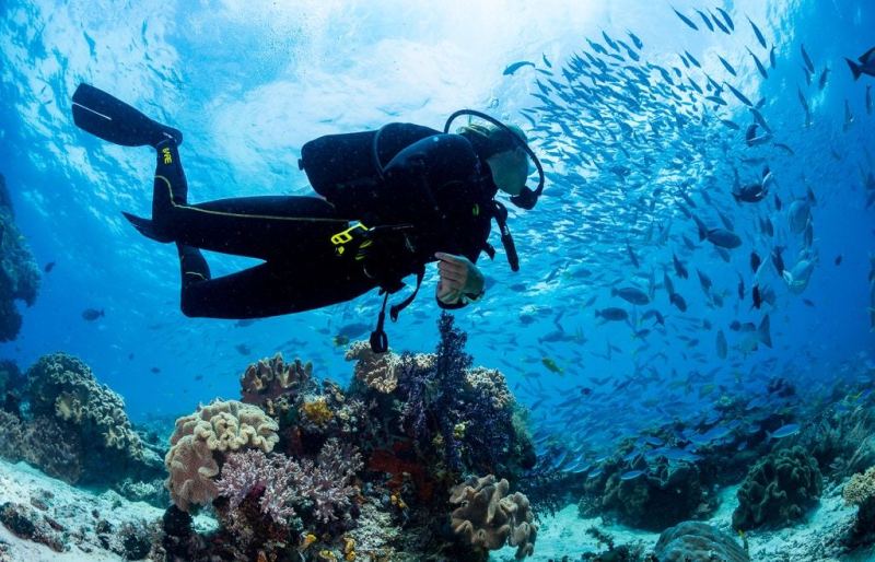 Marine life in Koh Lanta Scuba diving in Koh Lanta