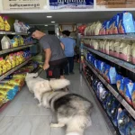 pet shops in chiang mai