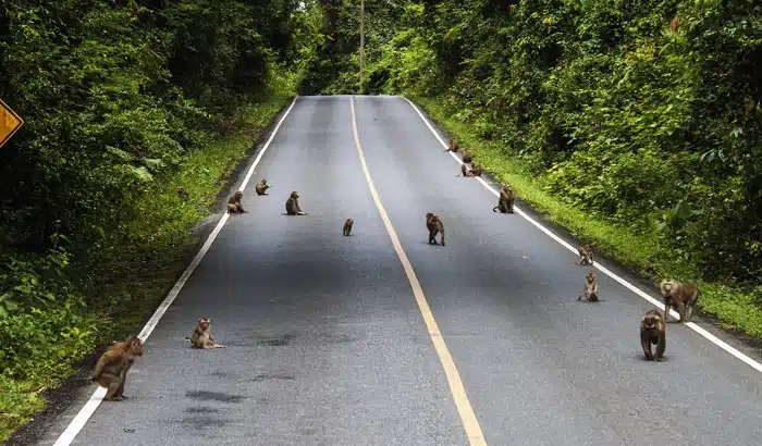 Upon Reaching Monkey Hill