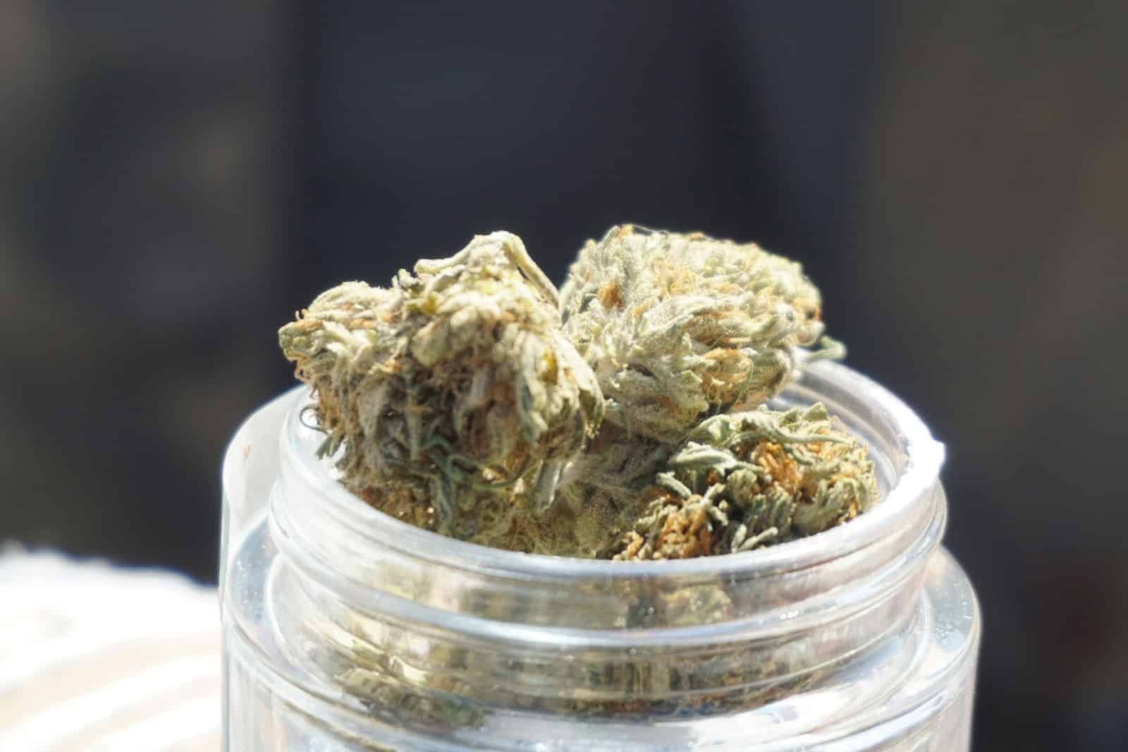 A glass jar of cannabis buds.