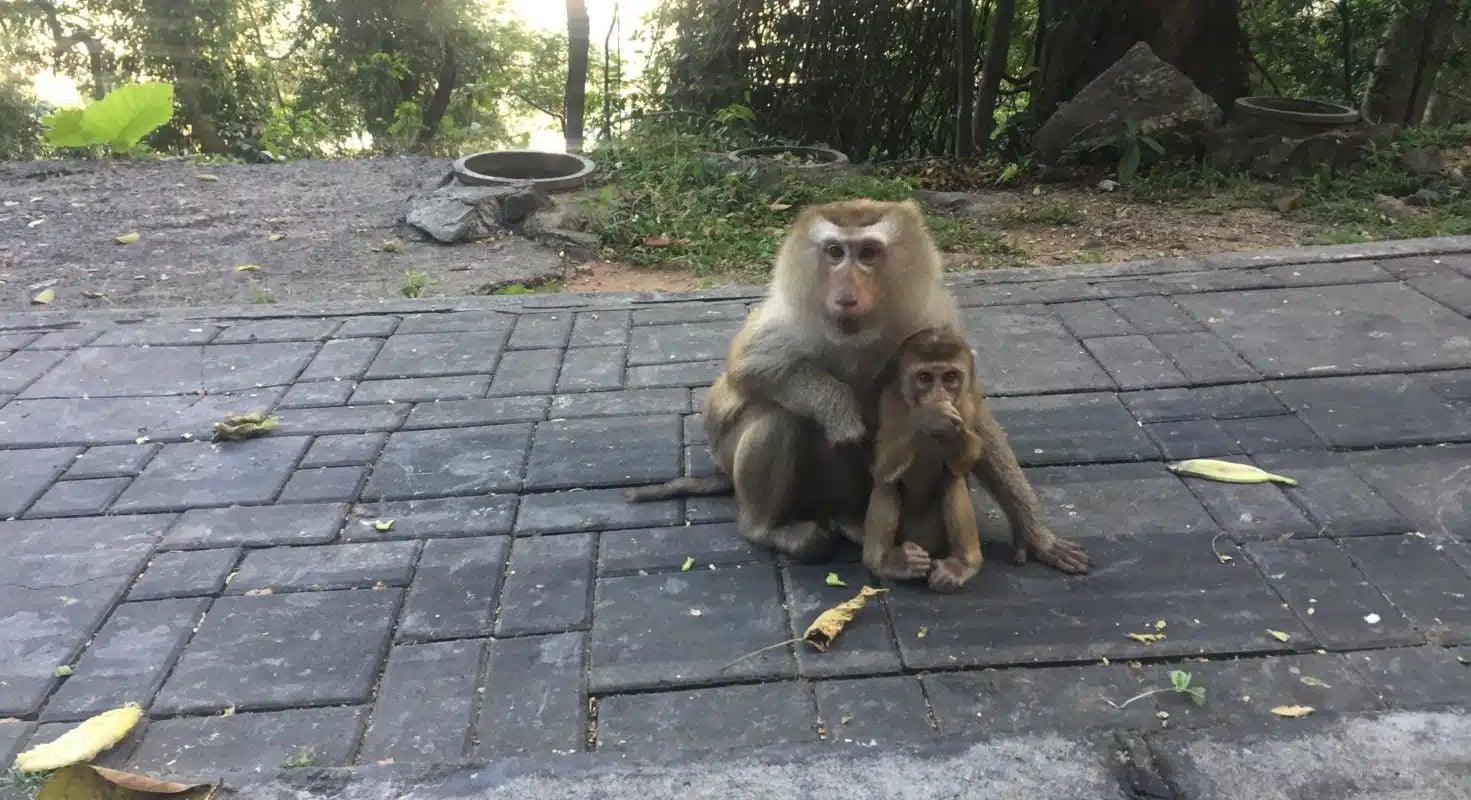 What Are Some Rules That I Must Necessarily Follow While Visiting Monkey Hill