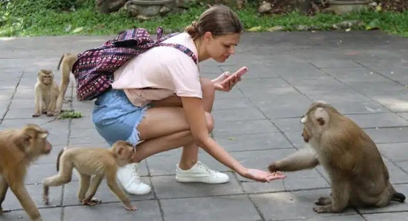 Where is Monkey Hill Located