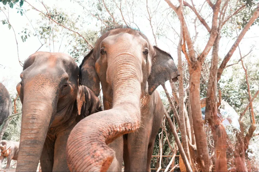 best ethical elephant sanctuaries in chiang mai