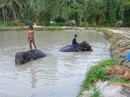 koh phangan elephant trekking Koh Phangan Elephant Trekking