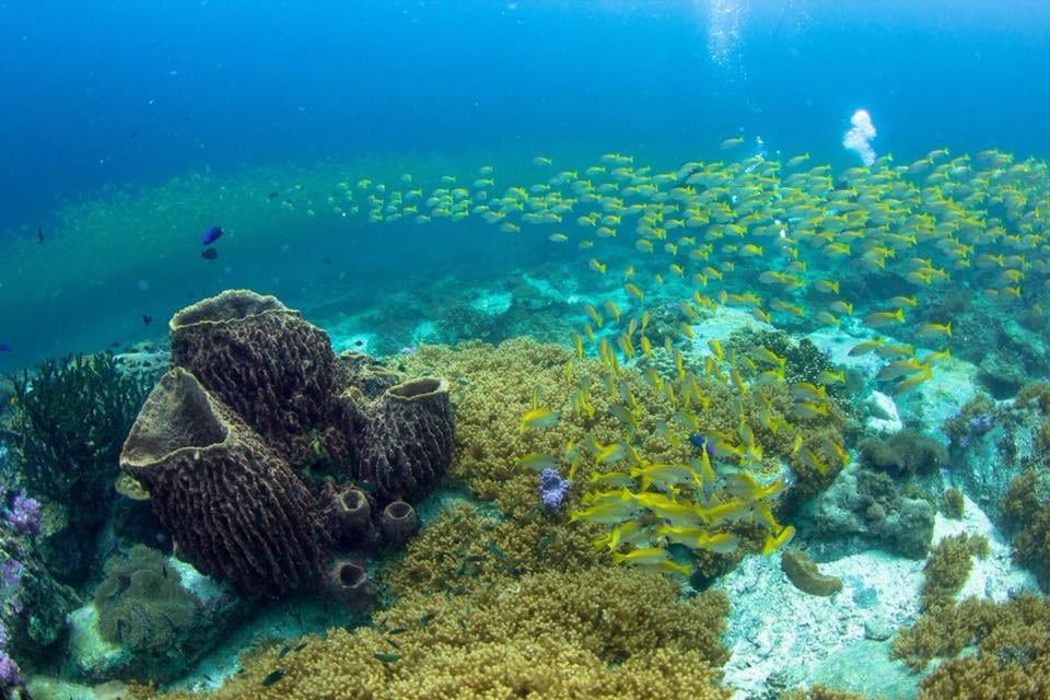 Snorkeling in Koh Lipe