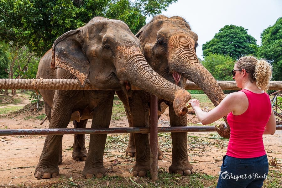 The visitor feeding elephants at Elephant Cafe Samui, Koh Samui