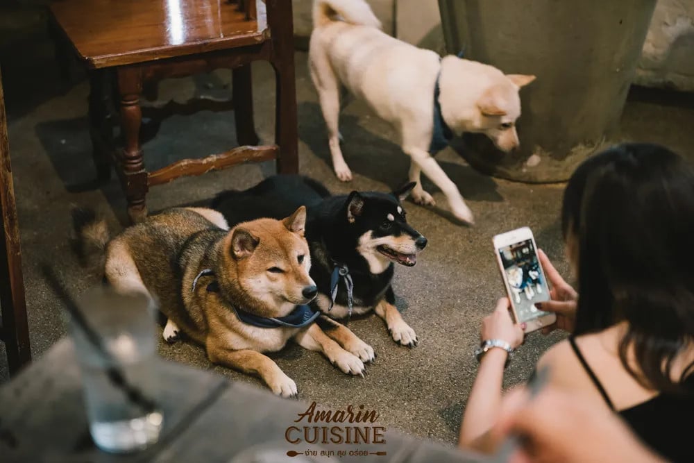 The friendly wolf dogs of Inu Cafe, Hua Hin