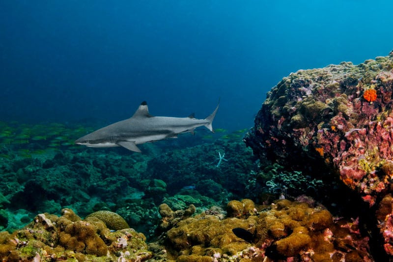 The Bida Nok Diving Site in Koh Lanta