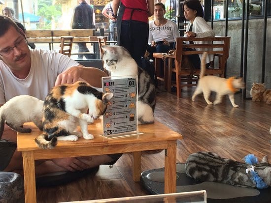 The CAT 'n' A CUP Cat Cafe in Chiang Rai