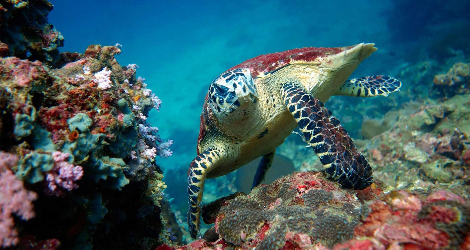 The rich marine life at Hina Bida Dive Site