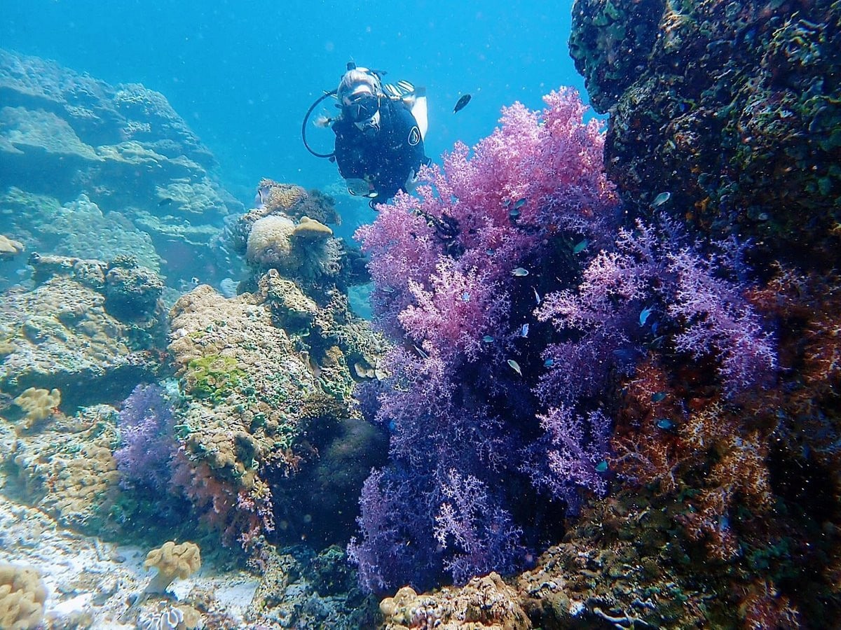 The rich flora and fauna in Koh Rok