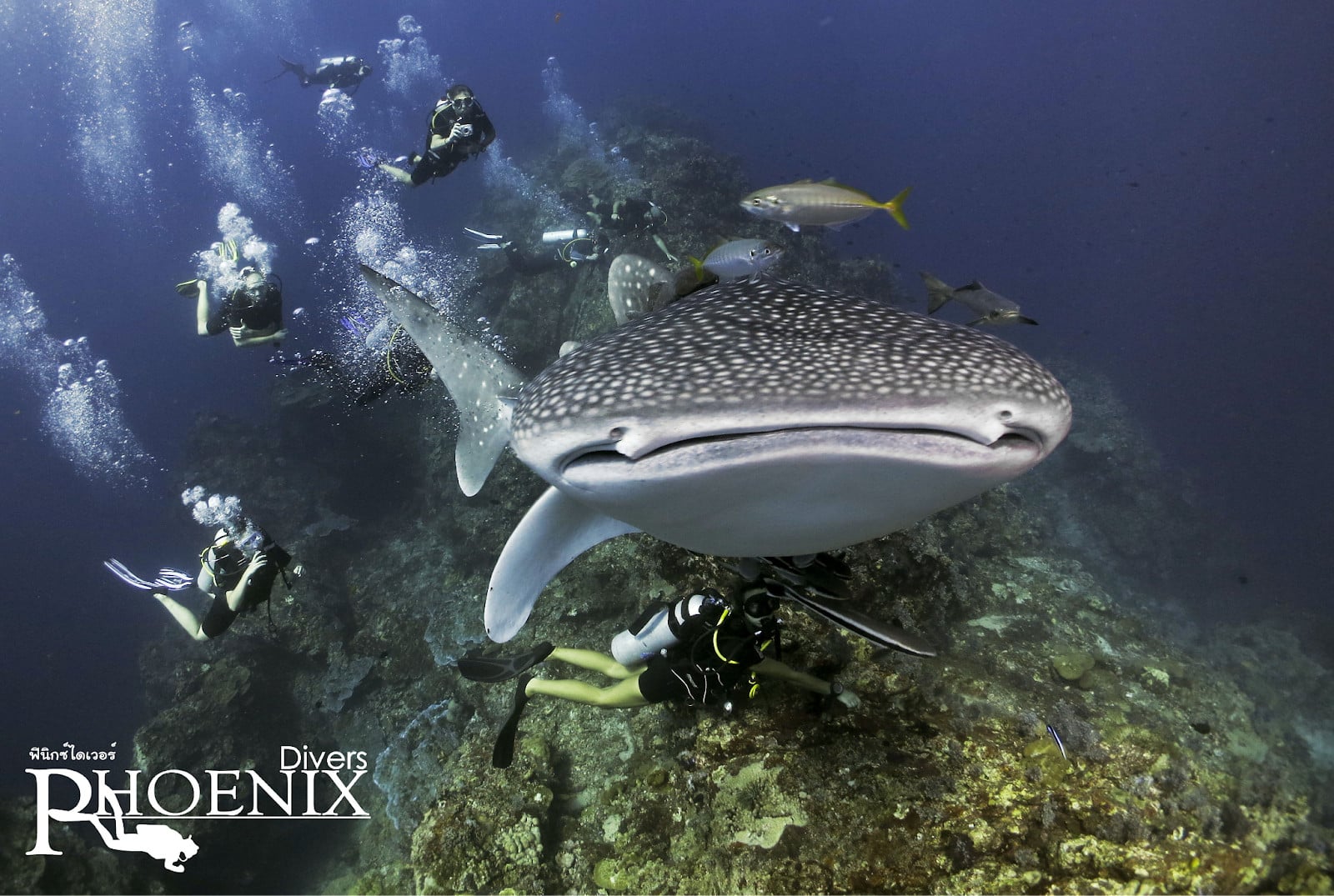 A group of divers at Phoenix Divers