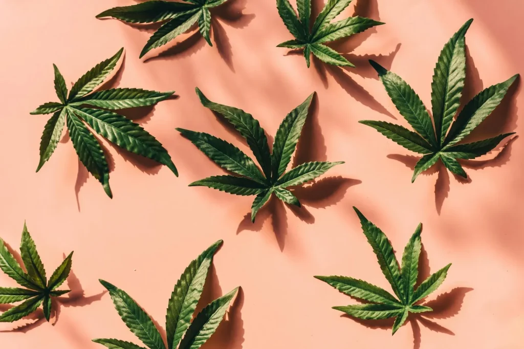 Several pieces of cannabis leaves laid flat on a pink surface