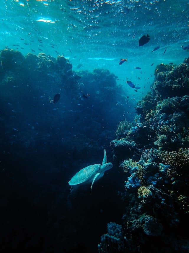 A group of divers at Phoenix Divers