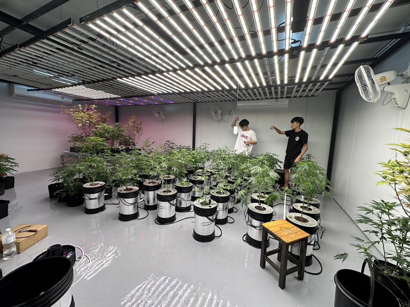 In-grown Cannabis Plants at Sweet and High Dispensary Sweet and High Dispensary of Chiang Rai