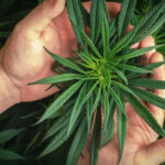 PrikPot Online Cannabis Store