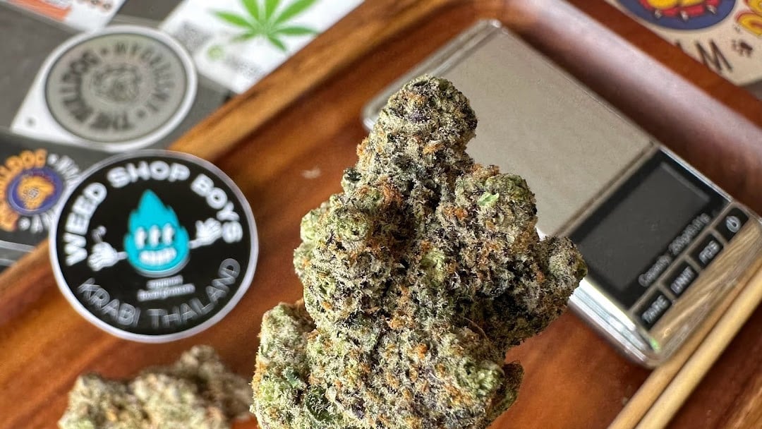 Unprocessed Cannabis at Weed Shop Boys Weed Shop Boys in Krabi