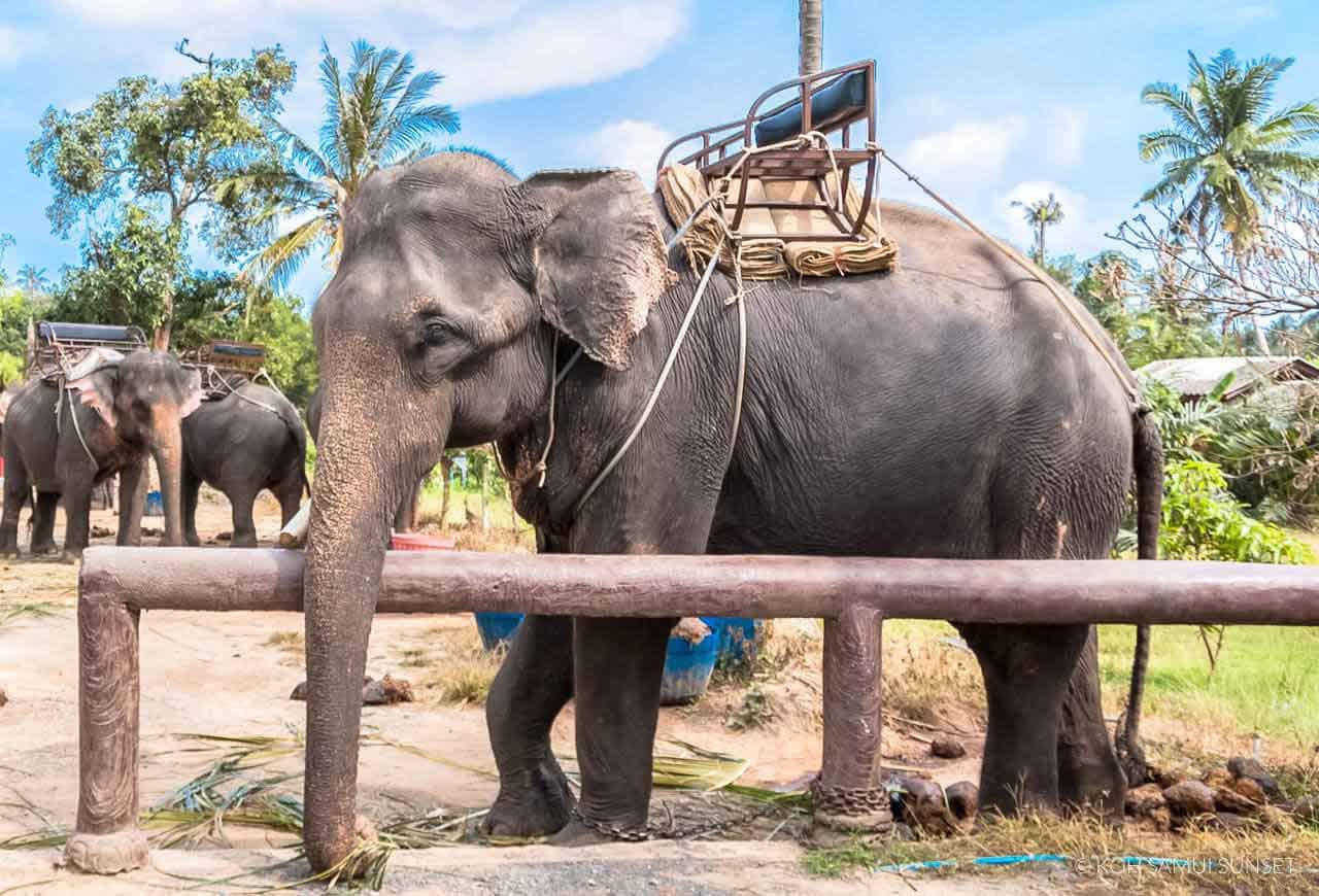 Prevalent Animal Cruelty in Thailand