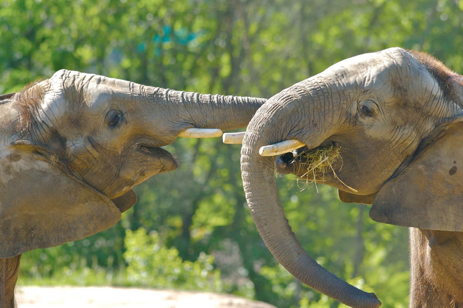Happy Elephants at a Sanctuary