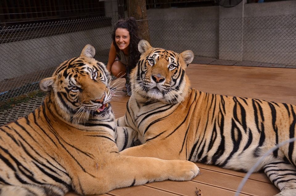 Visitor posing with the Giant Cat at Tiger Kingdom Phuket