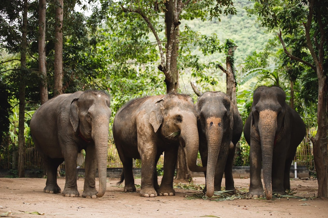 Elephant Jungle Sanctuary, Phuket