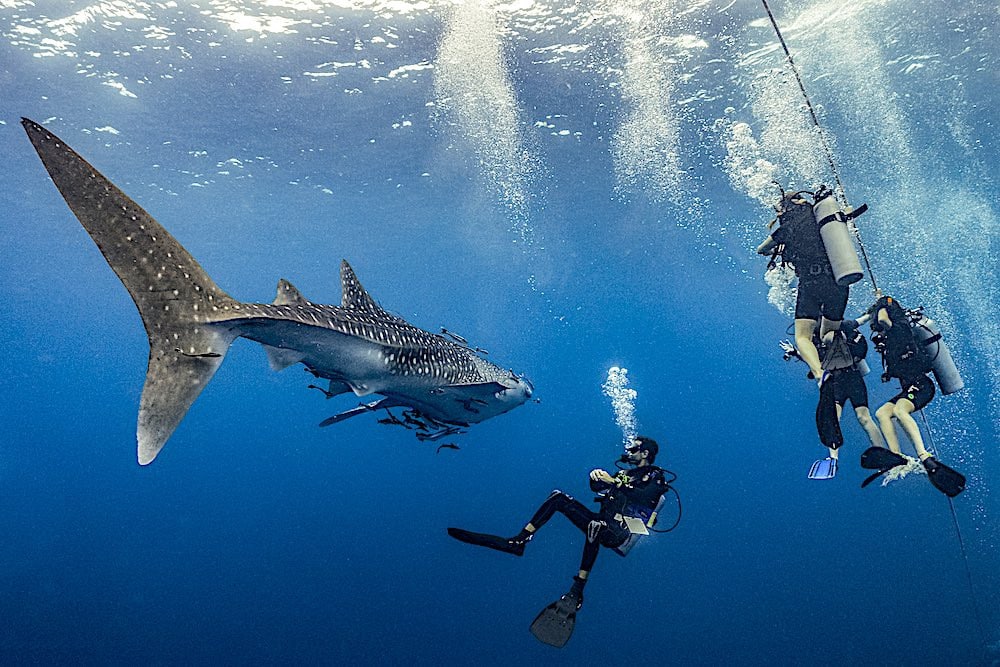 Scuba Diving in Koh Tao