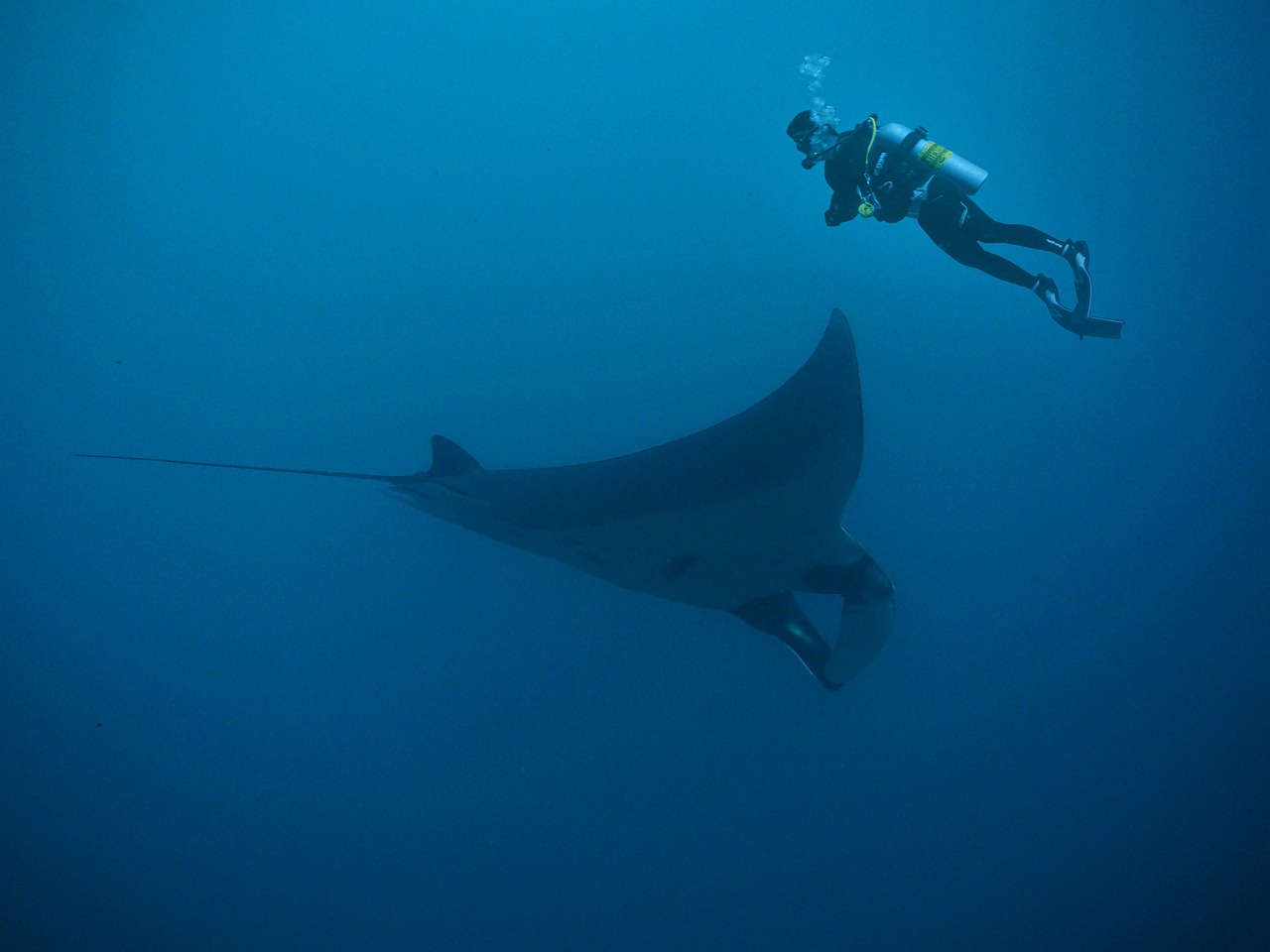 A Man Deep Sea Diving With A Manta Ray On Racha Noi Island