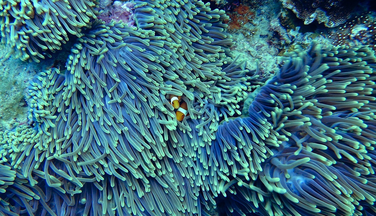 Clownfish In Koh Khai Nui