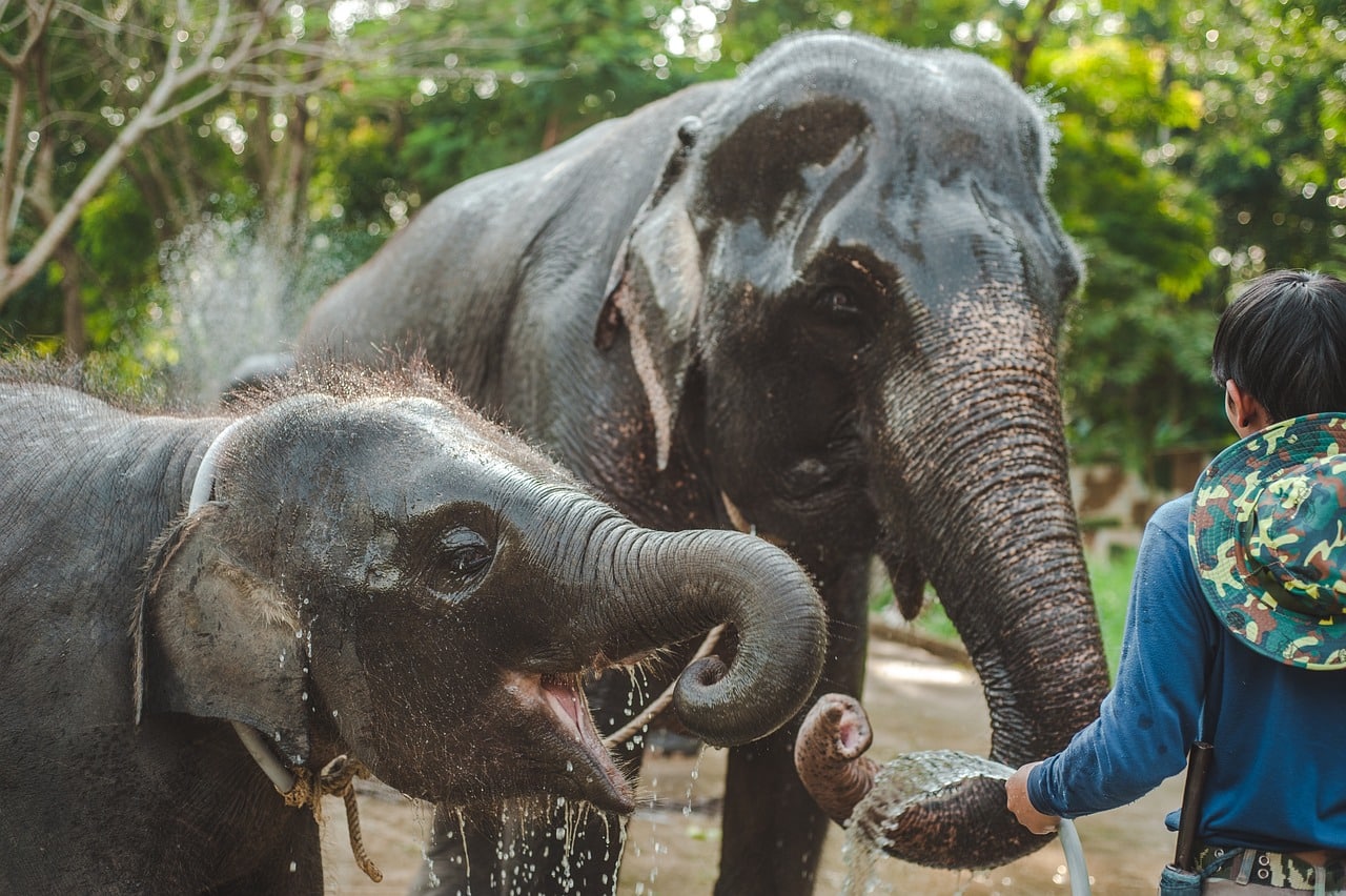 A guy bathing two elephants at Krabi.