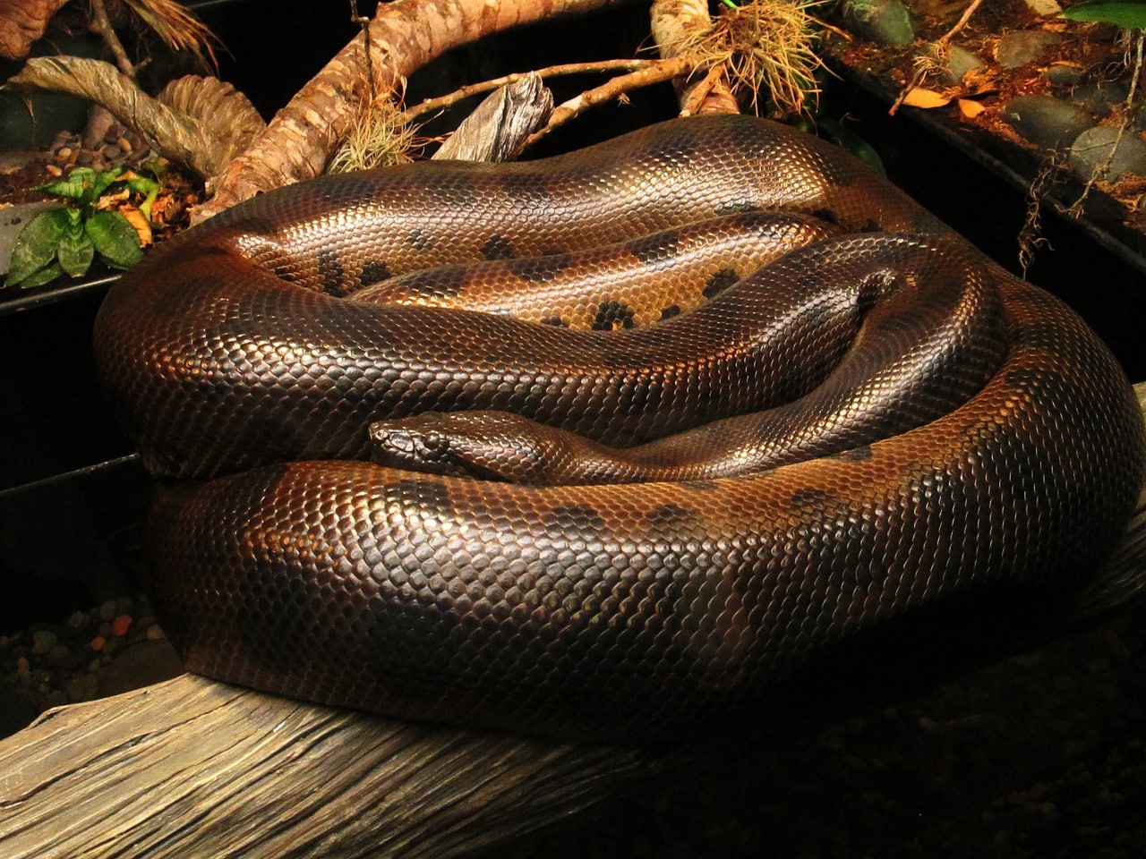 Large Snake Inside The Display Aquarium At The Snake Farm In Siam Sepentarium