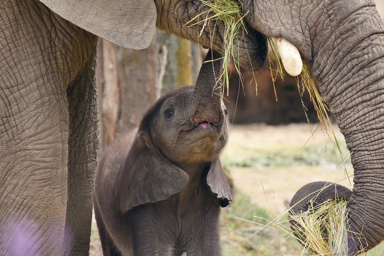 Elephant Freedom Project, Chiang Mai